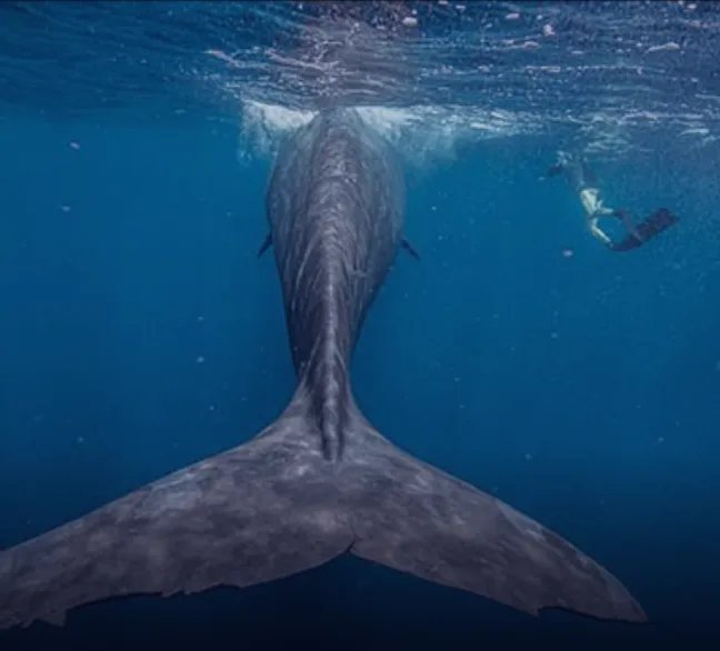 Заплыв с китами на Бора-Бора